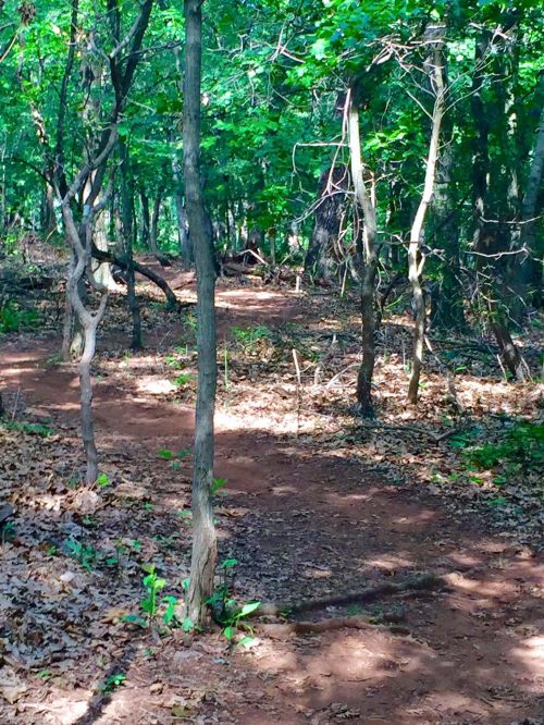 A winding dirt path through a lush green forest with trees and scattered leaves on the ground.