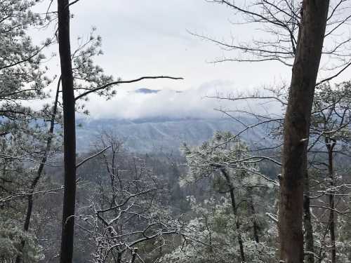 A snowy landscape with trees in the foreground and misty mountains in the background under a cloudy sky.