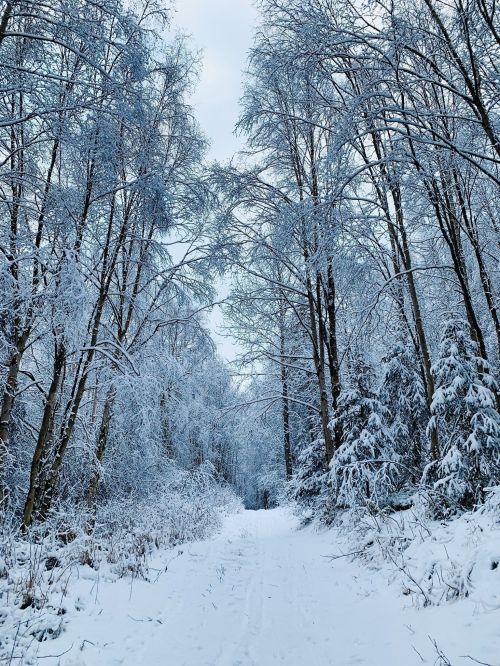 A snowy forest path lined with frosted trees, creating a serene winter landscape.