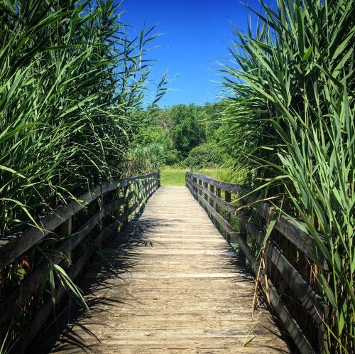A wooden boardwalk leads through tall green grass under a clear blue sky.