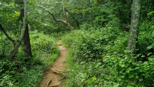 A narrow dirt path winds through a lush, green forest filled with trees and dense foliage.