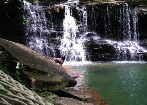 A serene waterfall cascades into a tranquil pool, with a lone animal standing on the rocky shore nearby.