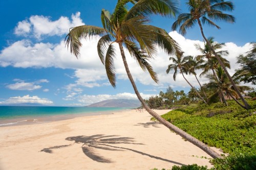 A sunny beach scene with palm trees, soft sand, and a clear blue sky over calm turquoise waters.