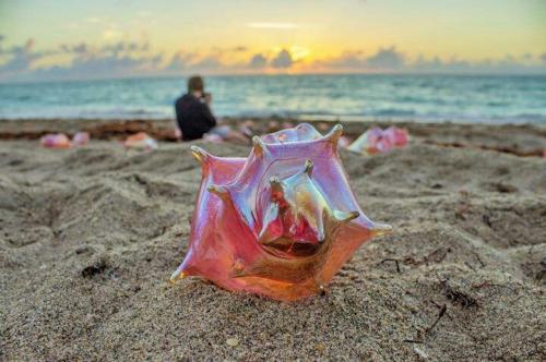A close-up of a colorful seashell on sandy beach, with a person sitting by the ocean at sunset in the background.