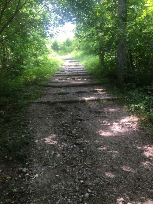 A rocky, uneven trail leads through a lush green forest, with sunlight filtering through the trees above.