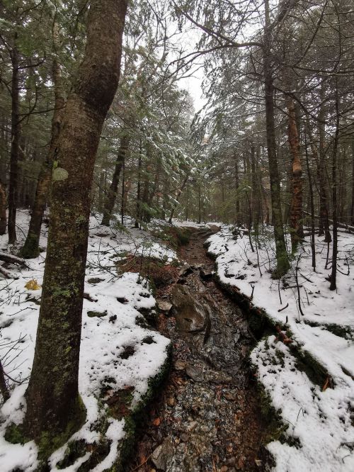 A snowy forest scene with a narrow stream running through trees, creating a serene winter landscape.