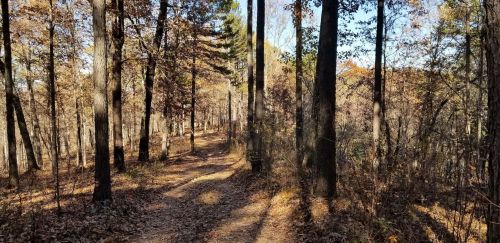 A winding dirt path through a forest with tall trees and autumn foliage under a clear blue sky.