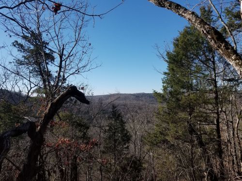 A scenic view of a forested landscape with bare trees and a clear blue sky in the background.