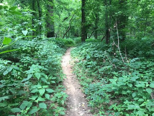 A narrow dirt path winding through a lush green forest filled with dense foliage and trees.