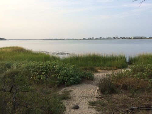 A serene view of a calm lake surrounded by tall grasses and shrubs under a clear sky.