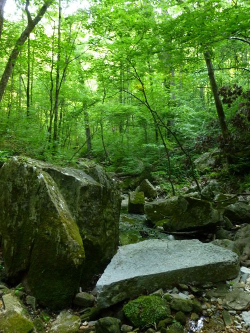 A serene forest scene with large rocks and a small stream surrounded by lush green trees.