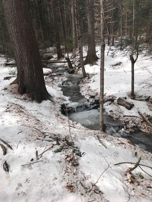 A serene winter scene featuring a small, icy stream flowing through a snowy forest with tall trees.
