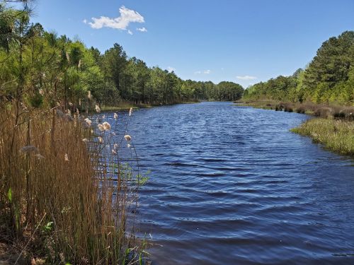 A serene river flows through lush greenery under a clear blue sky, with tall grasses lining the banks.
