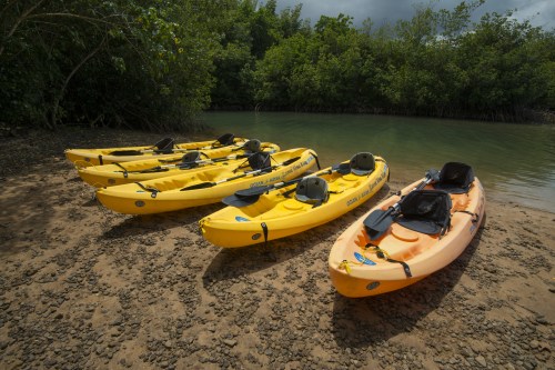 A row of yellow kayaks and one orange kayak on a rocky shore near a lush green mangrove area.
