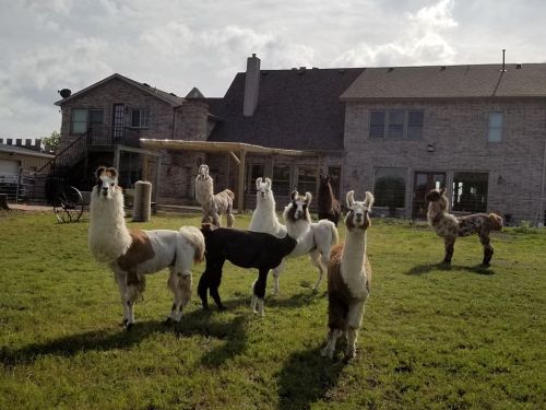 A group of llamas stands in a grassy yard in front of a large brick house under a cloudy sky.