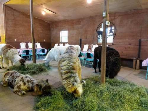 Llamas and alpacas eating hay in a rustic room with tables set for a gathering.