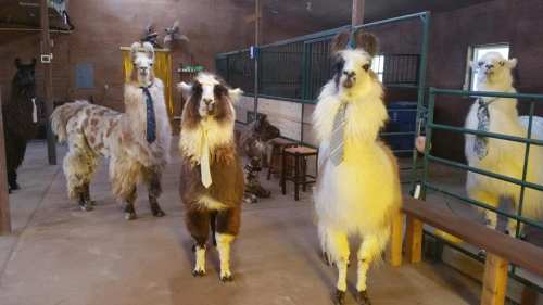 A group of llamas wearing ties stands in a barn, creating a humorous and whimsical scene.