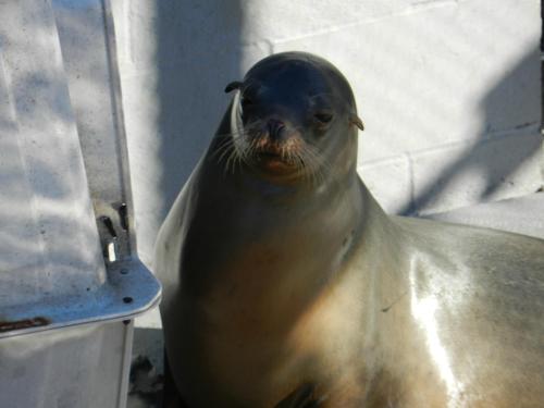 A close-up of a sea lion resting on a surface, with a textured background and soft lighting.
