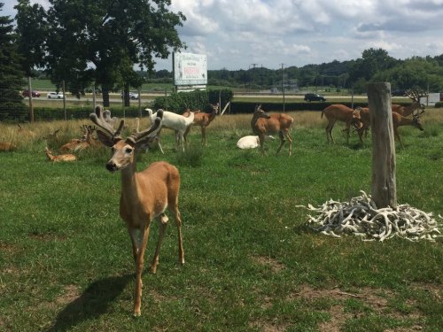 A group of deer grazing in a grassy area, with a sign and highway visible in the background.