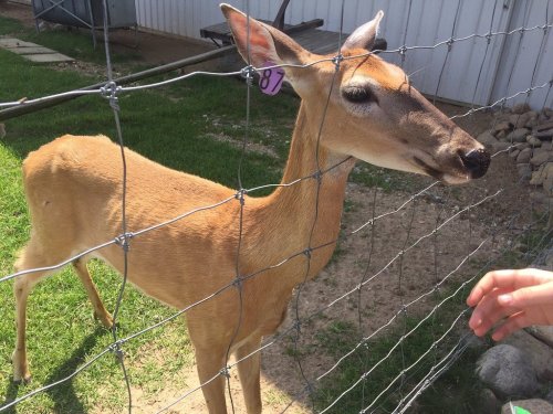 A deer with a purple tag stands near a fence, curiously looking at a hand reaching out.