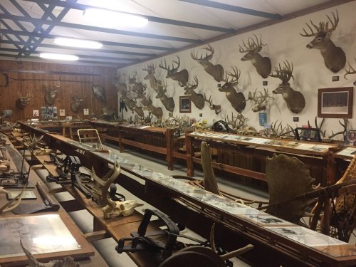 A museum interior featuring walls adorned with mounted deer heads and tables displaying antlers and exhibits.