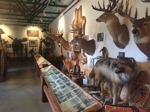 A museum display featuring mounted deer, a wolf, and historical photographs on a long table.
