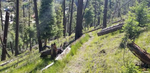 A forested hillside with tall trees, fallen logs, and a narrow grassy path winding through the greenery.