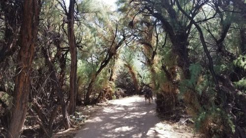 A dirt path winds through a dense, green forest with tall trees and sunlight filtering through the leaves.
