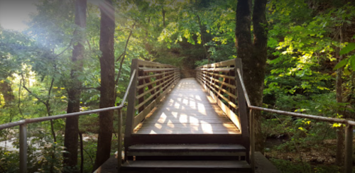 A wooden bridge surrounded by lush green trees, leading into a sunlit forest.