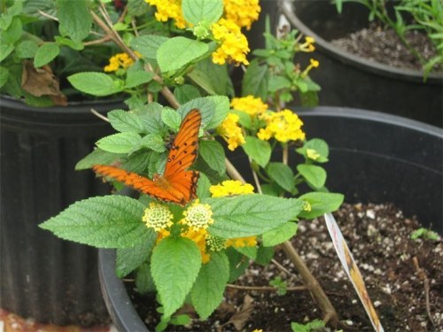 A vibrant orange butterfly rests on green leaves among yellow flowers in a potted plant.