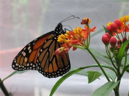A monarch butterfly perched on vibrant orange and yellow flowers against a soft, blurred background.