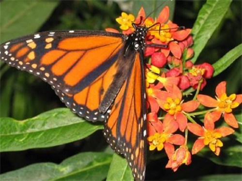 A vibrant monarch butterfly perched on colorful orange and red flowers amidst green leaves.