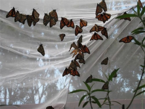 A cluster of orange and black butterflies resting on a white fabric backdrop, surrounded by green foliage.