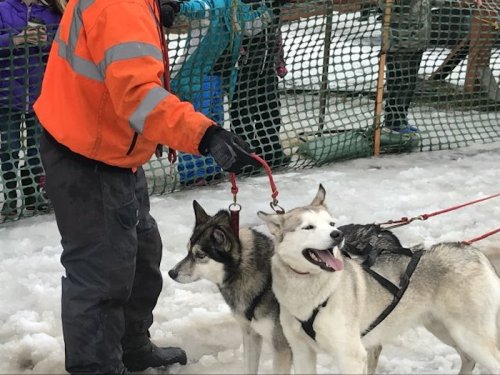 A person in an orange jacket holds leashes of two huskies on a snowy surface, with spectators in the background.