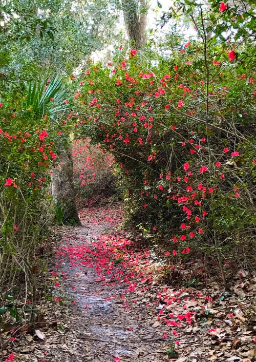 A winding path through a lush green area, lined with vibrant red flowers and scattered petals on the ground.