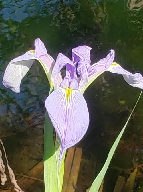 A close-up of a delicate purple iris flower blooming above water, with green leaves surrounding it.