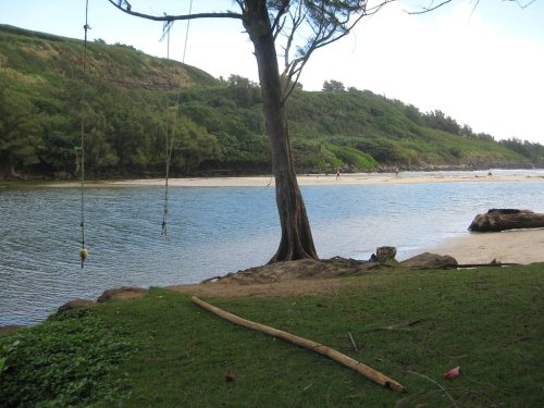 A serene beach scene with a tree, a rope swing, and a calm river surrounded by lush greenery.