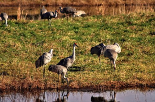 A group of cranes foraging in a grassy area near a pond, with some standing and others bending down.