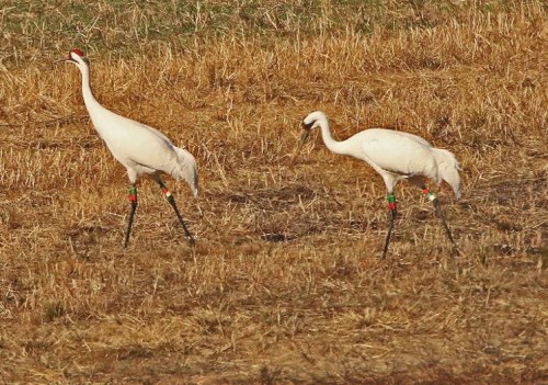 Two white cranes with colored leg bands walking through a dry, grassy field.