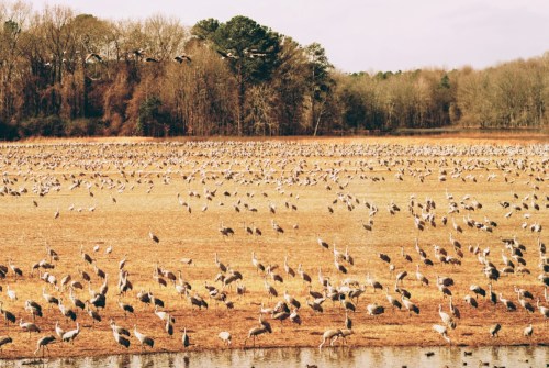 A vast field filled with numerous cranes, with trees in the background and a calm water body in the foreground.