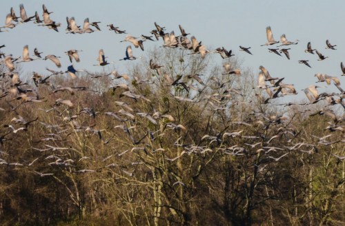 A flock of birds takes flight over a wooded area, creating a dynamic scene against a clear sky.