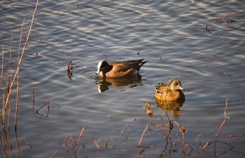 Two ducks swim in calm water, surrounded by sparse vegetation and reflections on the surface.