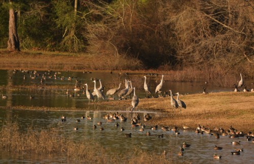 A serene landscape featuring cranes and various ducks gathered by a calm water body surrounded by trees.
