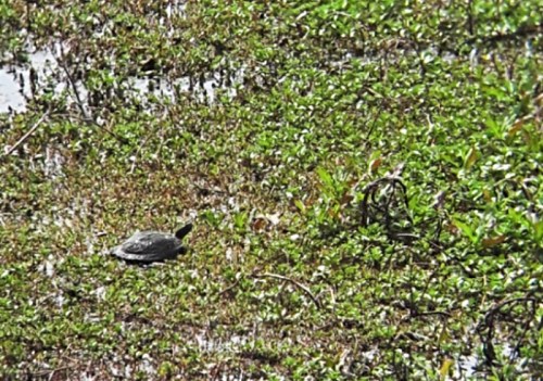 A turtle resting on green vegetation near water, surrounded by lush greenery.