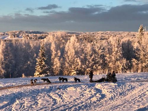 A snowy landscape with a team of sled dogs and a musher, surrounded by frosted trees under a clear sky.