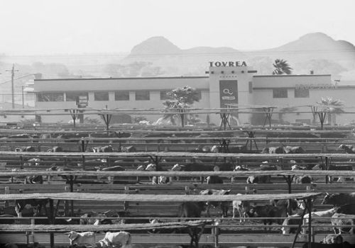 Black and white image of a cattle yard with cows under shaded structures, and a building in the background.