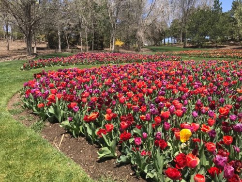 A vibrant field of blooming tulips in various colors, surrounded by trees and green grass on a sunny day.