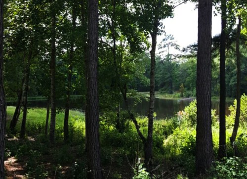 A serene forest scene with tall trees surrounding a calm pond, reflecting greenery under bright sunlight.