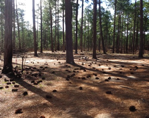 A serene forest scene with tall pine trees and scattered pine cones on the ground, illuminated by soft sunlight.