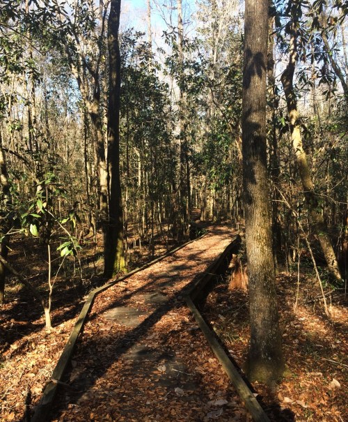 A wooden path winds through a dense forest, surrounded by tall trees and fallen leaves under a clear blue sky.